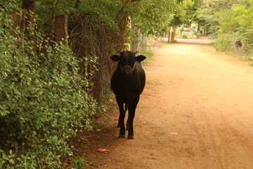 Young Black bull Standing