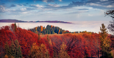 Fototapeta premium Red maple trees on the mountain hills. Foggy morning scene of Carpathian mountains. Panoramic autumn view of Sokilsky ridge, Ukraine, Europe. Beauty of nature concept background.