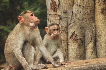 Monkey macaque sitting on the ground
