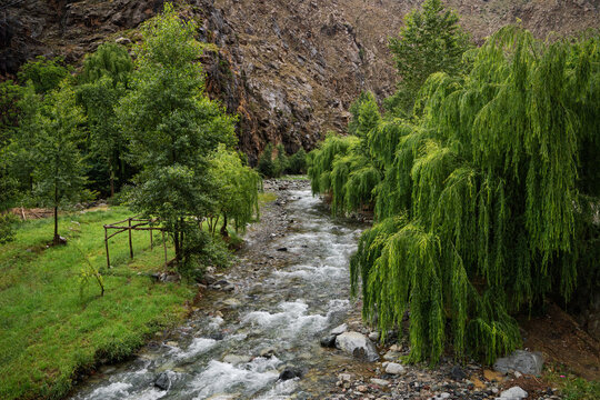 old willows by the river - alte Weiden am Fluss