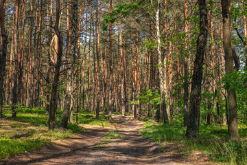 Obraz premium Pine forest on a summer sunny day.