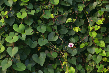 leaves in the garden