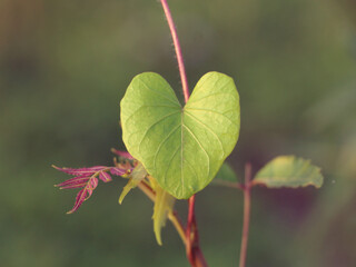 red and green leaves