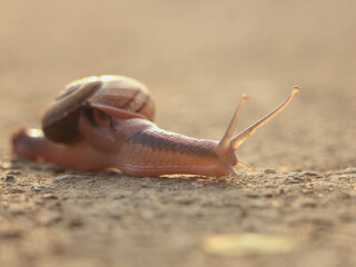 snail on a stone