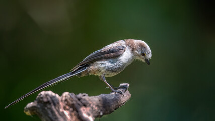 Long-tailed tit