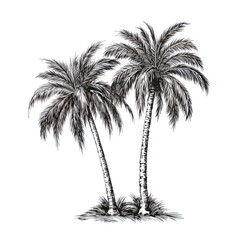 palm trees vector illustration engraving isolated on