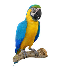 Blue and Yellow Macaw Bird Isolated