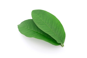 Fresh guava leaf isolated on white background , top view , flat lay.