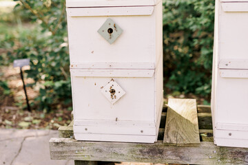 honeycomb, insect, outdoor, hive, bee, box, beekeeping, summer, bees, nature, honey, beehive