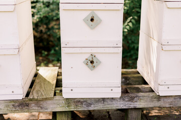 A stacked beehive with bees around the entry 