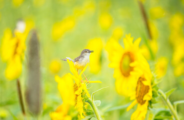 Indian Graceful Prinia