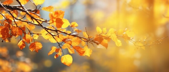Obraz na płótnie Canvas Autumnal background with yellow leaves 