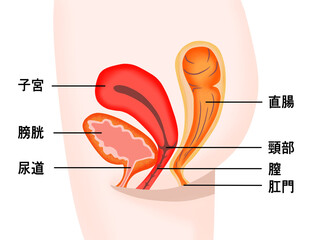 女性の膀胱・子宮・直腸の断面図 - obrazy, fototapety, plakaty