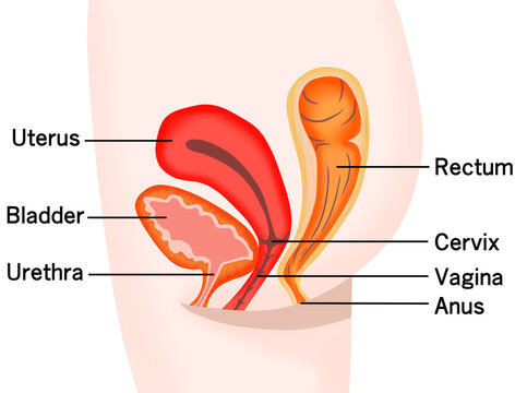 女性の膀胱・子宮・直腸の断面図