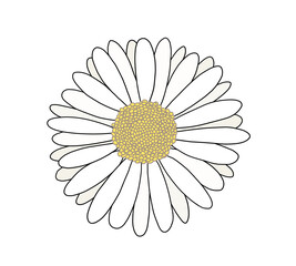 Daisy flower illustration , 데이지 꽃 일러스트