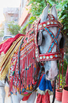 Decorated Ghodi, or white horse, ready to transport Groom to the wedding venue. Indian tradition of marriage. Family members adorn the Ghodi with embellishments to match the groom. Sindhi marriage.