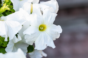 Delicate white petunia flower. White petunia flowers.