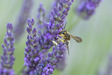 European wool carder bee Anthdium manicatum foraging on lavender