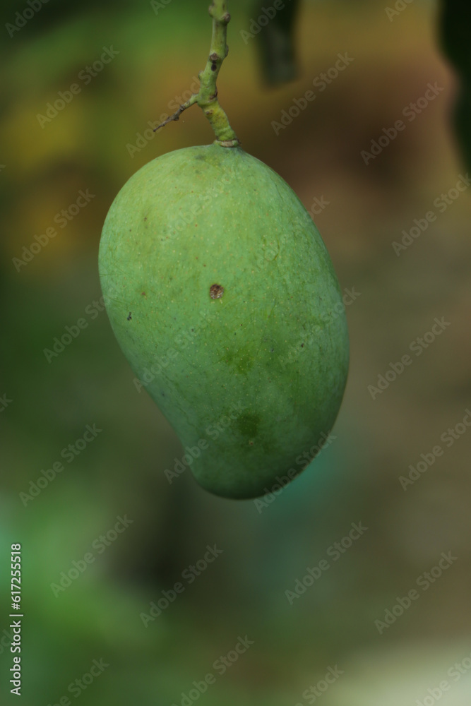 Wall mural green mango hanging on tree