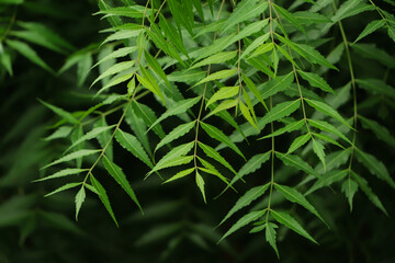 New top leaf of neem plant