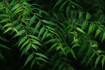 Azadirachta indica - A branch of neem tree leaves. Natural Medicine, neem tree- natural medicine