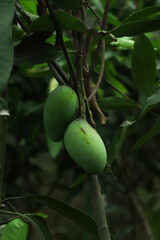 A bunch of green young Barracuda mango in early morning garden