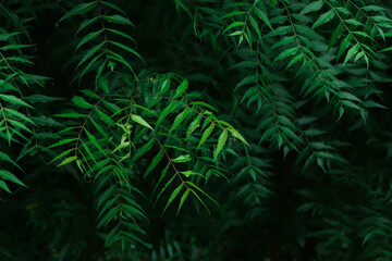 NEEM A leaf of a Neem tree at Bangladesh