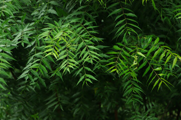 Azadirachta indica - A branch of neem tree leaves. Natural Medicine.