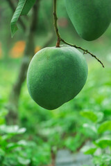 Green fresh mango hanging on tree at fruit garden