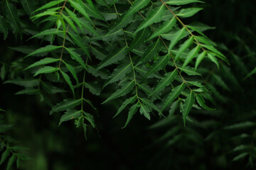 Medicinal ayurvedic azadirachta indica or Neem leaves and flowers. Very powerful Indian medicinal tree.