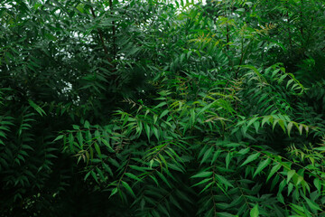 Indian curry leaf plant also known as 