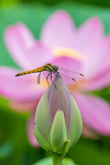 蓮のつぼみではねを休めるトンボ
