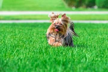 Yorkshire terrier dog running across a green mown lawn on a clear sunny day