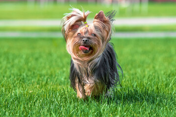 Yorkshire terrier dog running across a green mown lawn on a clear sunny day