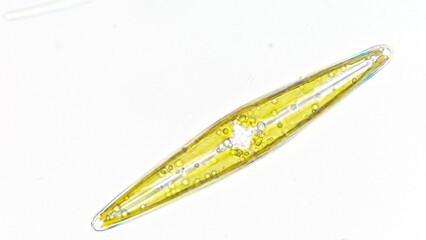 Freshwater diatom, Frustulia sp. Collected from the pond. Live cell. Selective focus