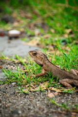 Obraz premium Lizard sitting on the grass in the garden with a nature background selective focus