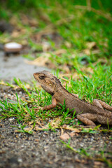 Fototapeta premium Lizard sitting on the grass in the garden with a nature background selective focus