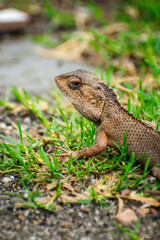 Obraz premium Lizard sitting on the grass in the garden with a nature background selective focus