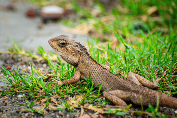 Fototapeta premium Lizard sitting on the grass in the garden with a nature background selective focus