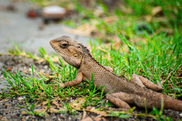 Lizard sitting on the grass in the garden with a nature background selective focus