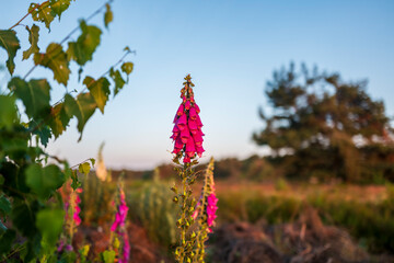 digitalis at first light