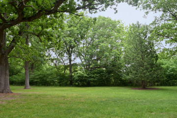Fototapeta na wymiar Clear Meadow with Trees in the Springtime