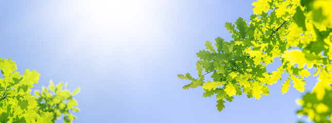 Vibrant green oak foliage against a sunny blue sky