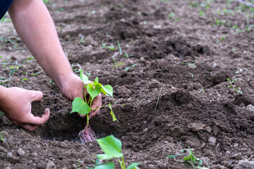 Planting sweet potato seedlings in the garden. farmer's hands plant sweet potatoes in the open ground