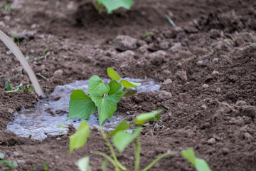 Planting sweet potato seedlings in the garden. farmer's hands plant sweet potatoes in the open ground. A stream of water pours a hole in the ground with a sweet potato seedling