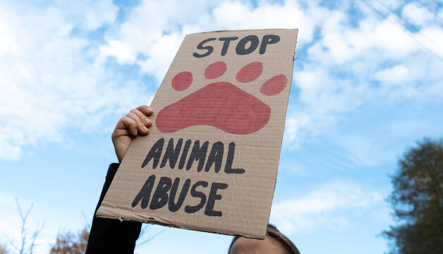 Woman holding placard sign with text Stop Animal Abuse, during animals rights march. Female protester with cardboard banner at protest rally demonstration.