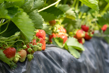 Ripe red strawberry berry in the garden. Strawberry bushes with ripe berries.