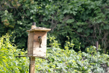 Portrait of a sparrow with caterpillars in its mouth. A sparrow brought food for the chicks to the bird house. A house for small birds in the garden.