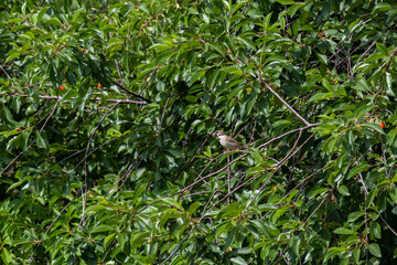 Portrait of a sparrow with caterpillars in its mouth. A sparrow brought food for the chicks to the bird house. A sparrow on the branches of a tree.