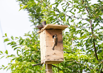 Portrait of a sparrow with caterpillars in its mouth. A sparrow brought food for the chicks to the bird house. A house for small birds in the garden.